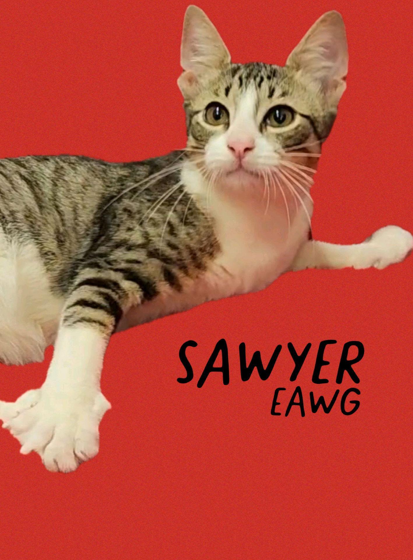 Sawyer