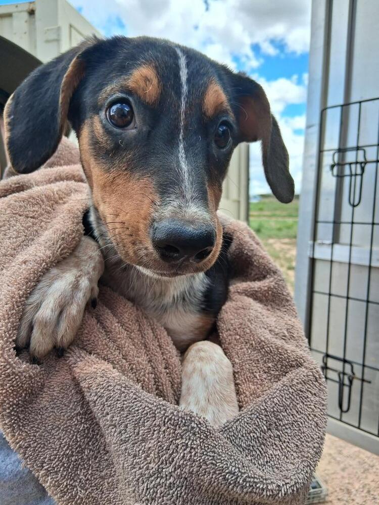 Lucky Charms photo 1