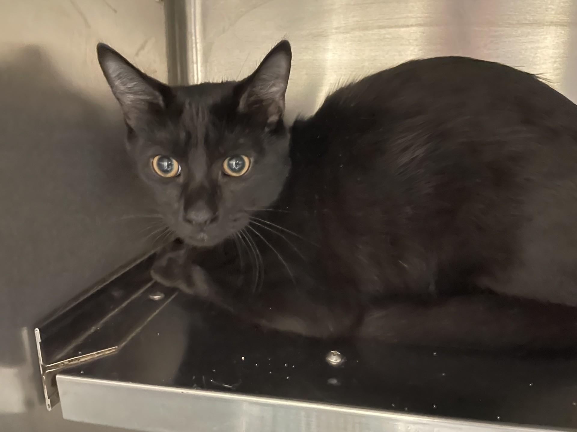 An adult medium-sized female Black Domestic Short Hair cat named Darby for adoption in Rocky Mount, NC