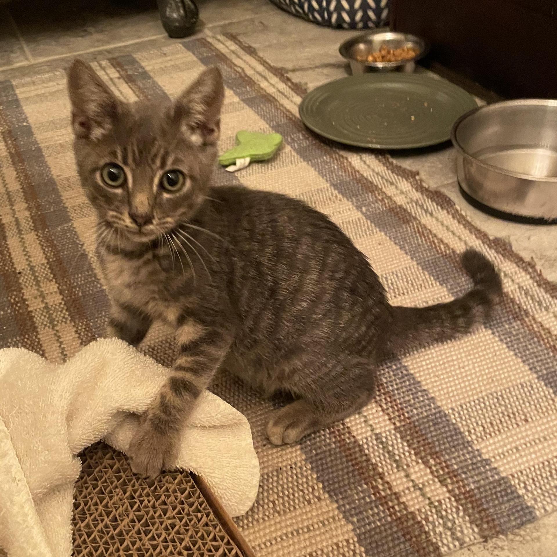 Winston