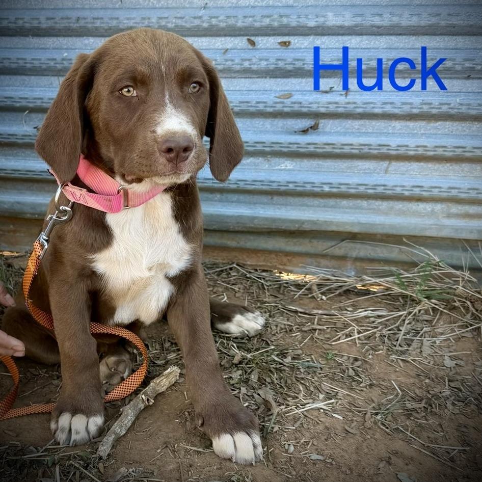 Huck