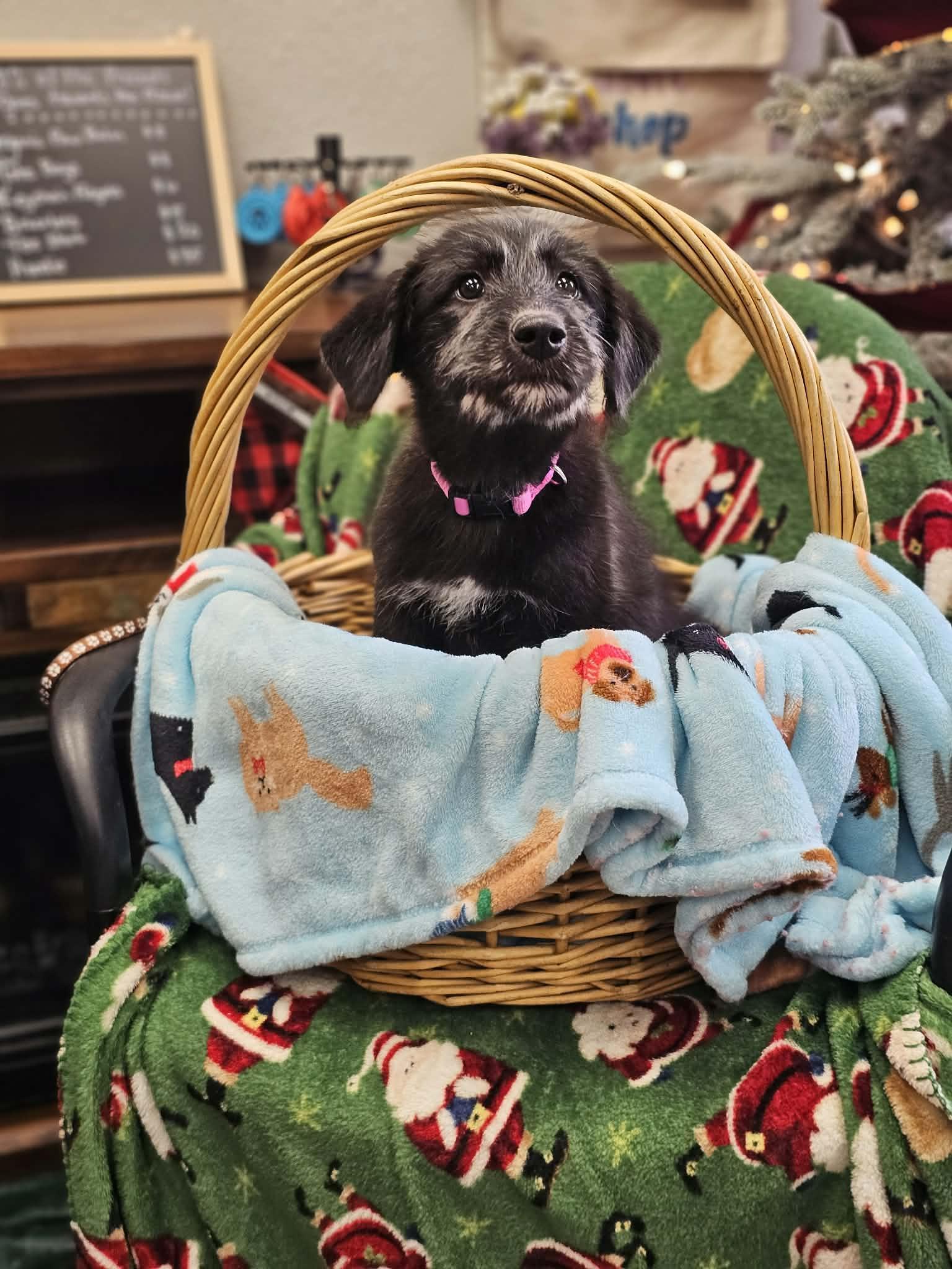 Gravy The Schnauzer Mix