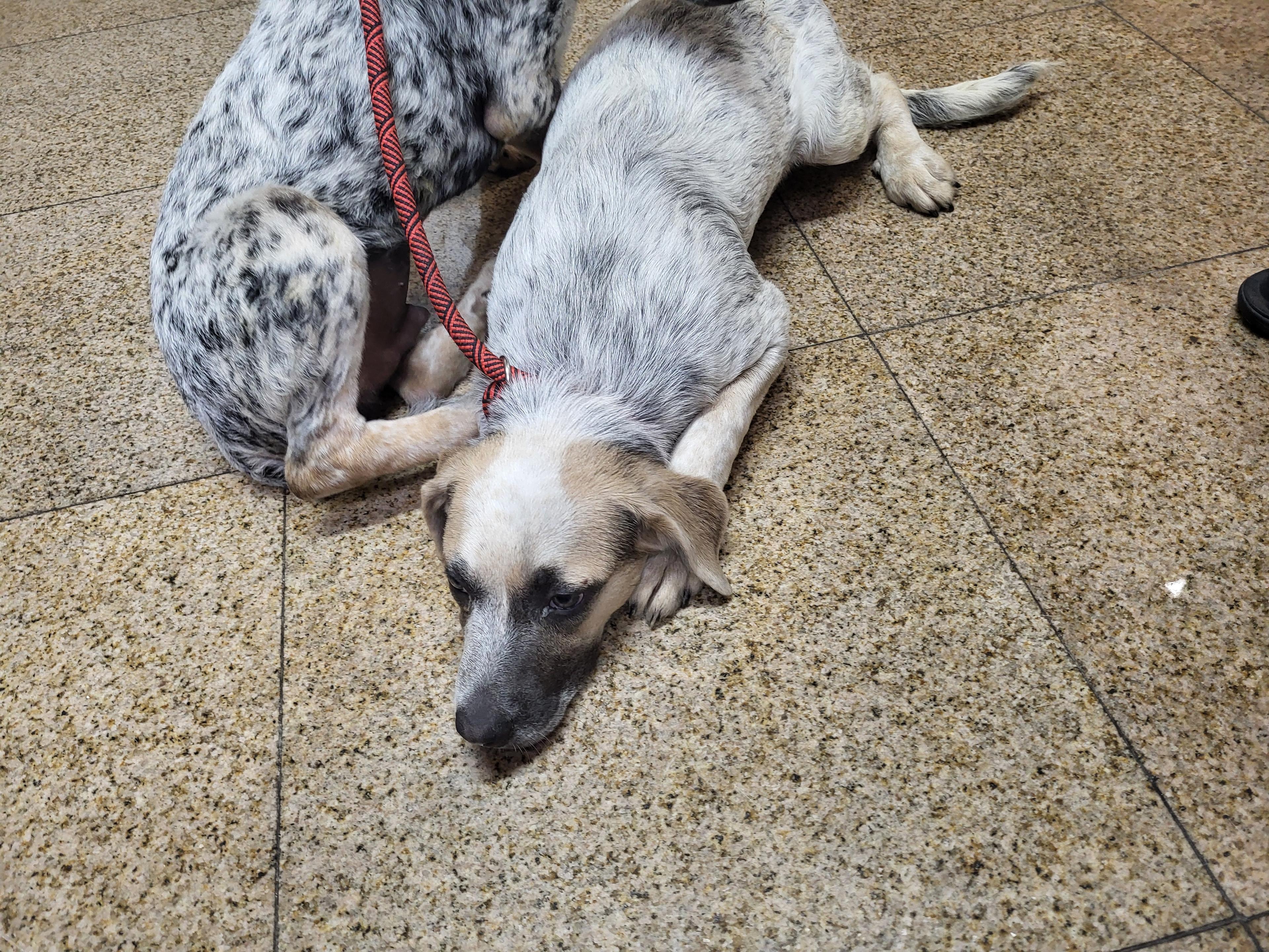 Calling All Cattle Pups!