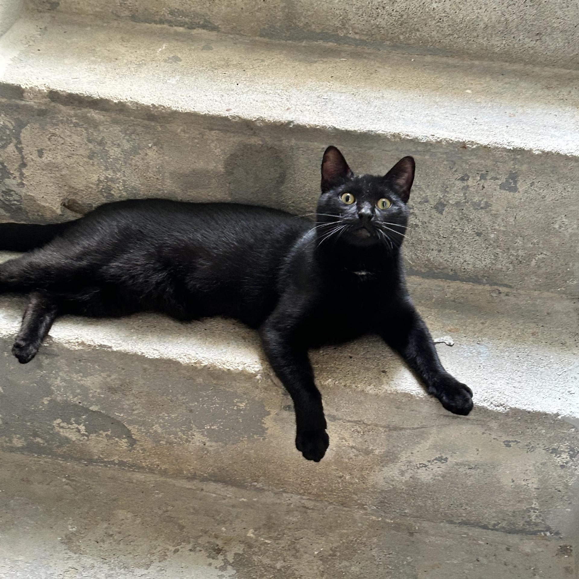 A young medium-sized male Black Domestic Short Hair cat named Paxton for adoption in Newark, NJ