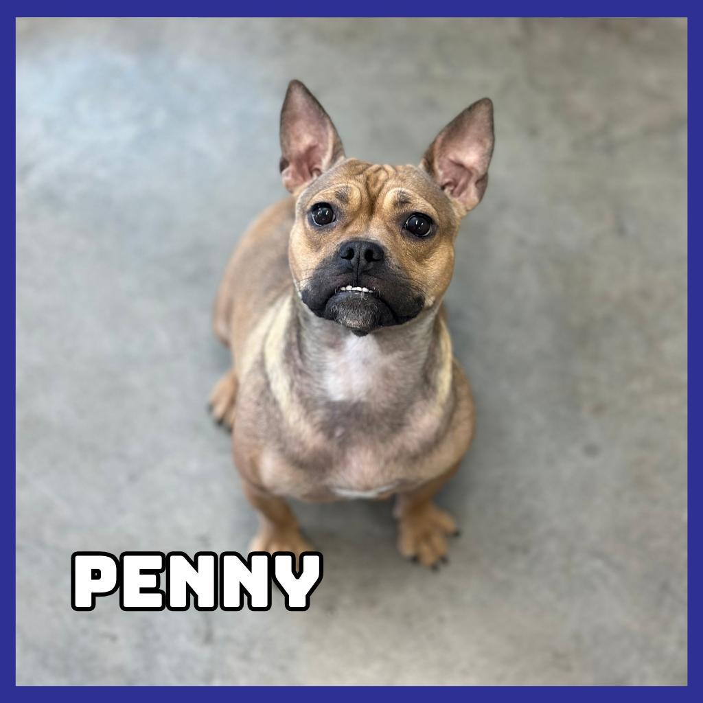 Penny