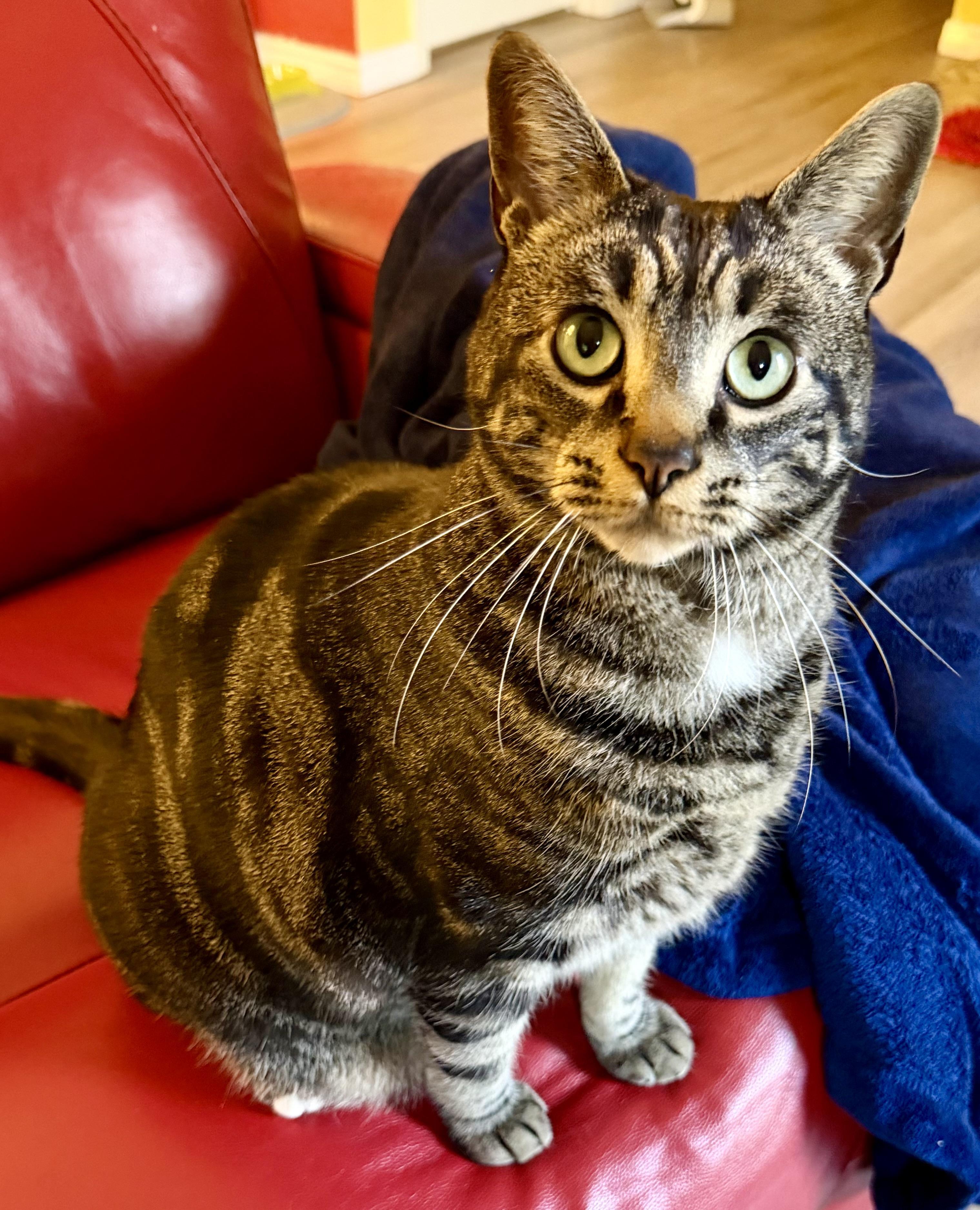 Diego Courtesy Listing