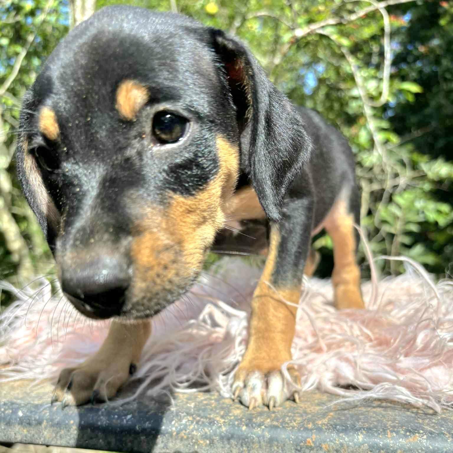 Keke "the Ultimate Cuddler!"