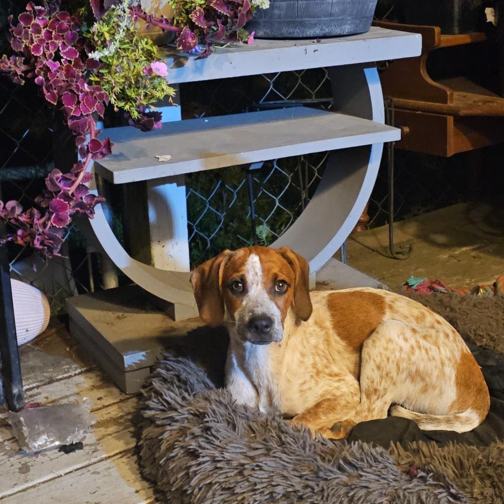 Scotch Graduated Pawsinprison Training