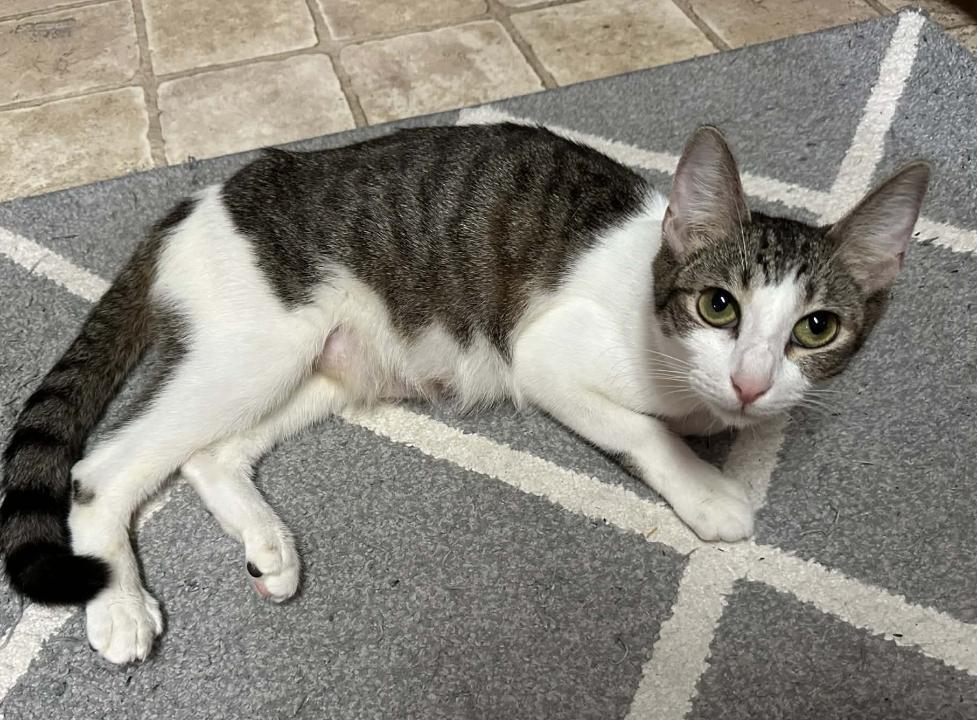 A young small-sized female White Domestic Short Hair cat named Catane for adoption in Shrewsbury, MA