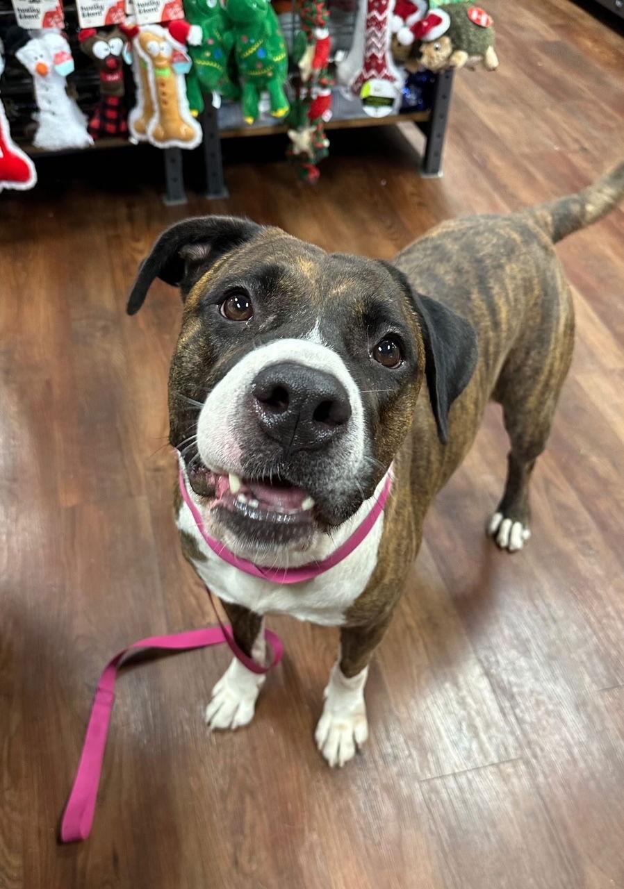 A young extra large-sized male Mastiff dog named Hercules for adoption in Jackson, MS