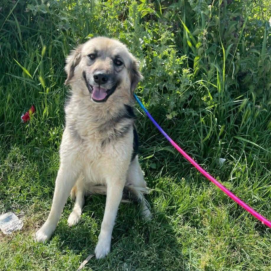 An adult medium-sized male Brindle Mountain Dog dog named Speedy for adoption in Alexandria, VA