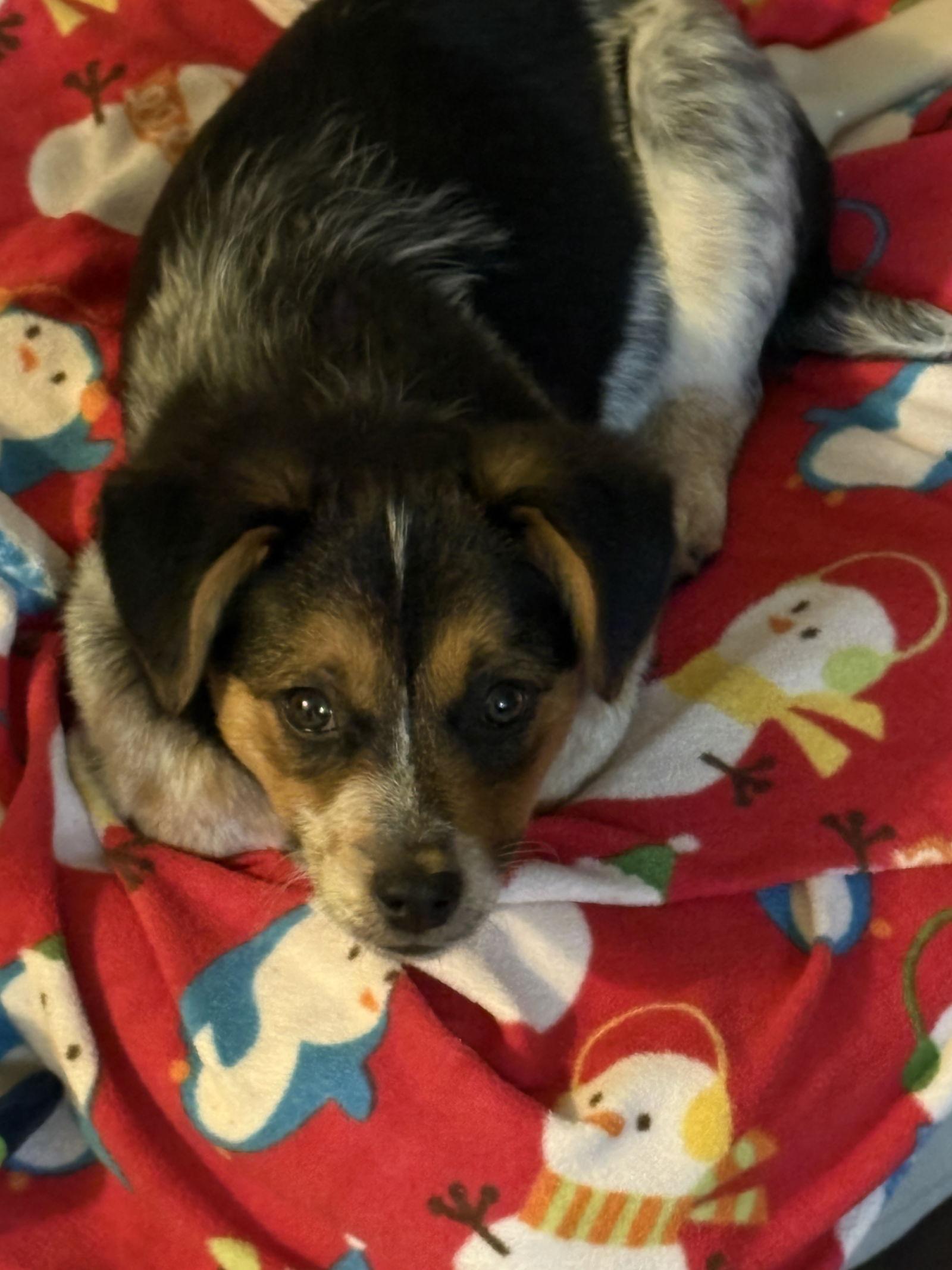 A young medium-sized female Australian Shepherd dog named Raven for adoption in Nashville, TN