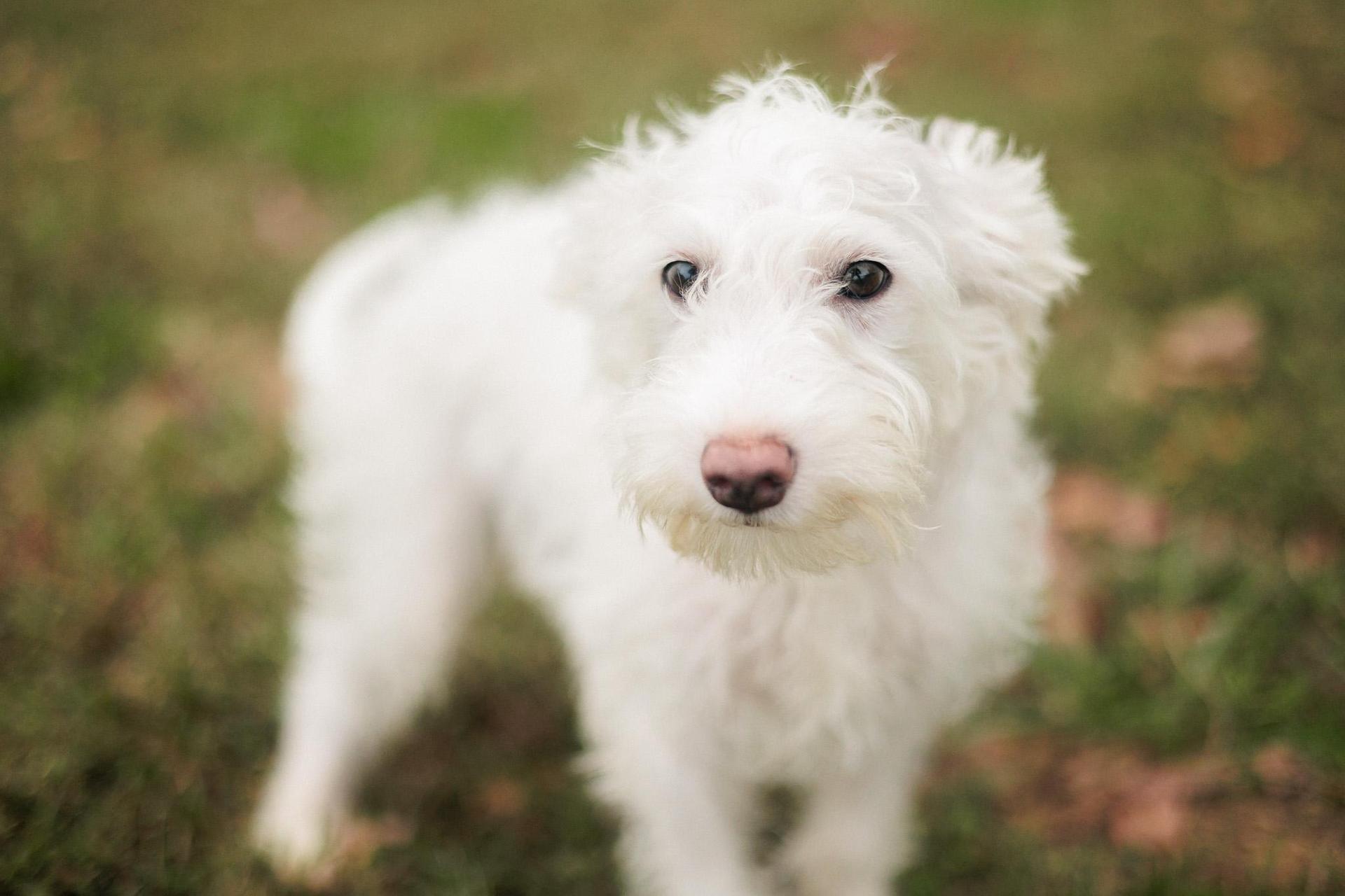 A young small-sized male White / Cream Miniature Poodle dog named Tobias Transport for adoption in Gradyville, KY