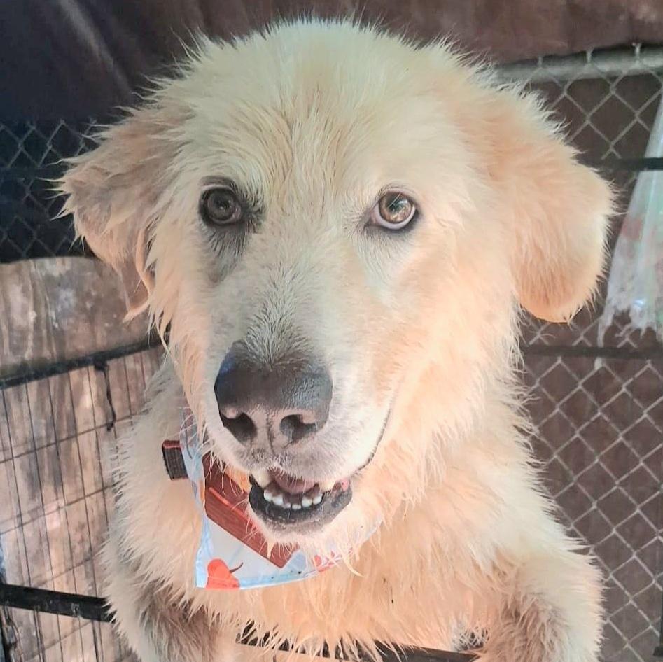 Lennox "super Lovable &