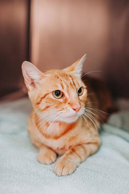 A Mandipounce Cat Cafe