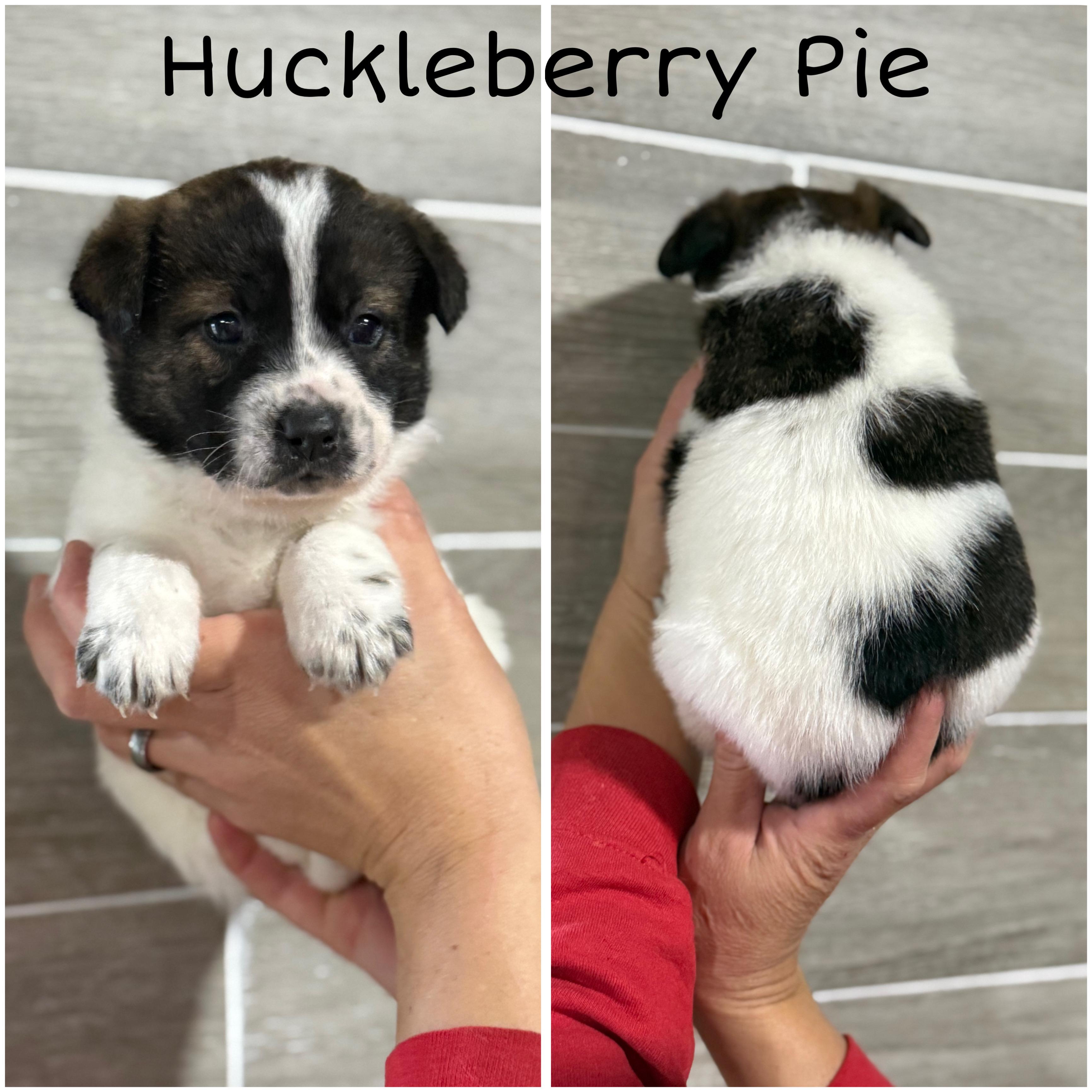 Huckleberry Pie