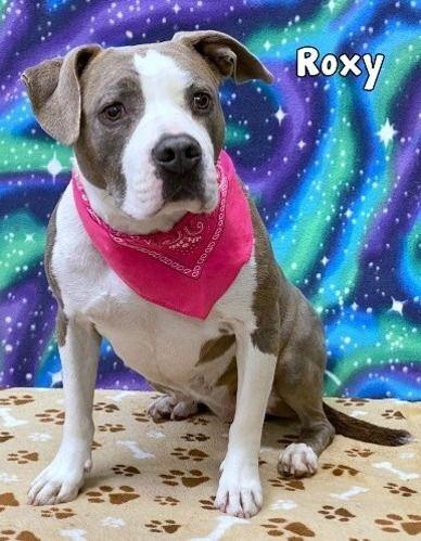 Roxy photo 1