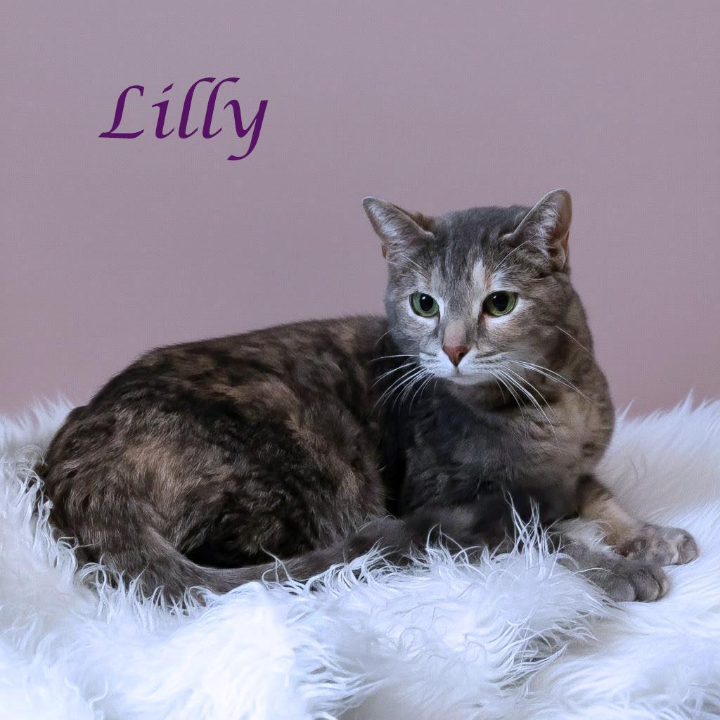 Lilly C