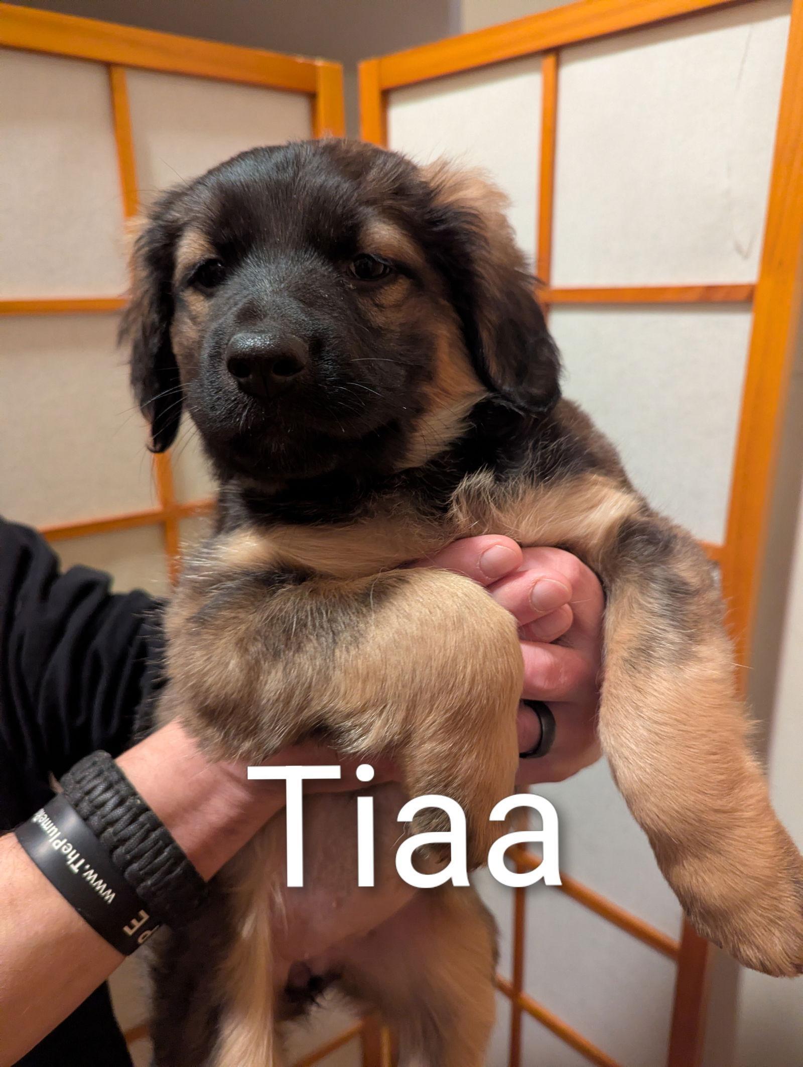Tiaa