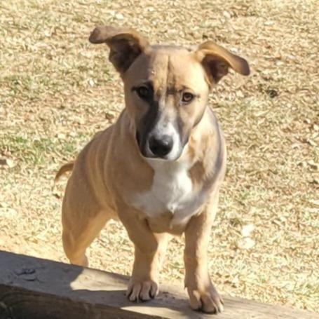 A young medium-sized male Yellow / Tan / Blond / Fawn Mixed Breed dog named Blaze for adoption in Alexandria, VA