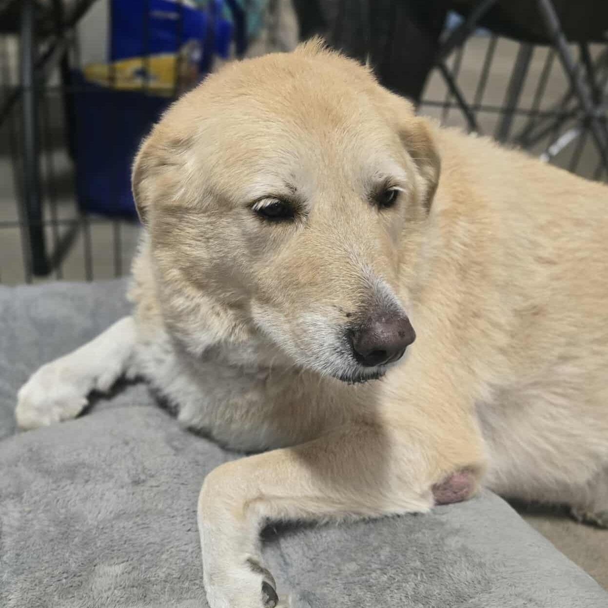 A senior large-sized female Great Pyrenees dog named Emma for adoption in Kempner, TX