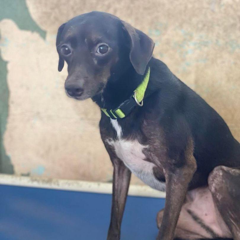 An adult medium-sized male Black Mixed Breed dog named Danilo for adoption in San Juan, PR