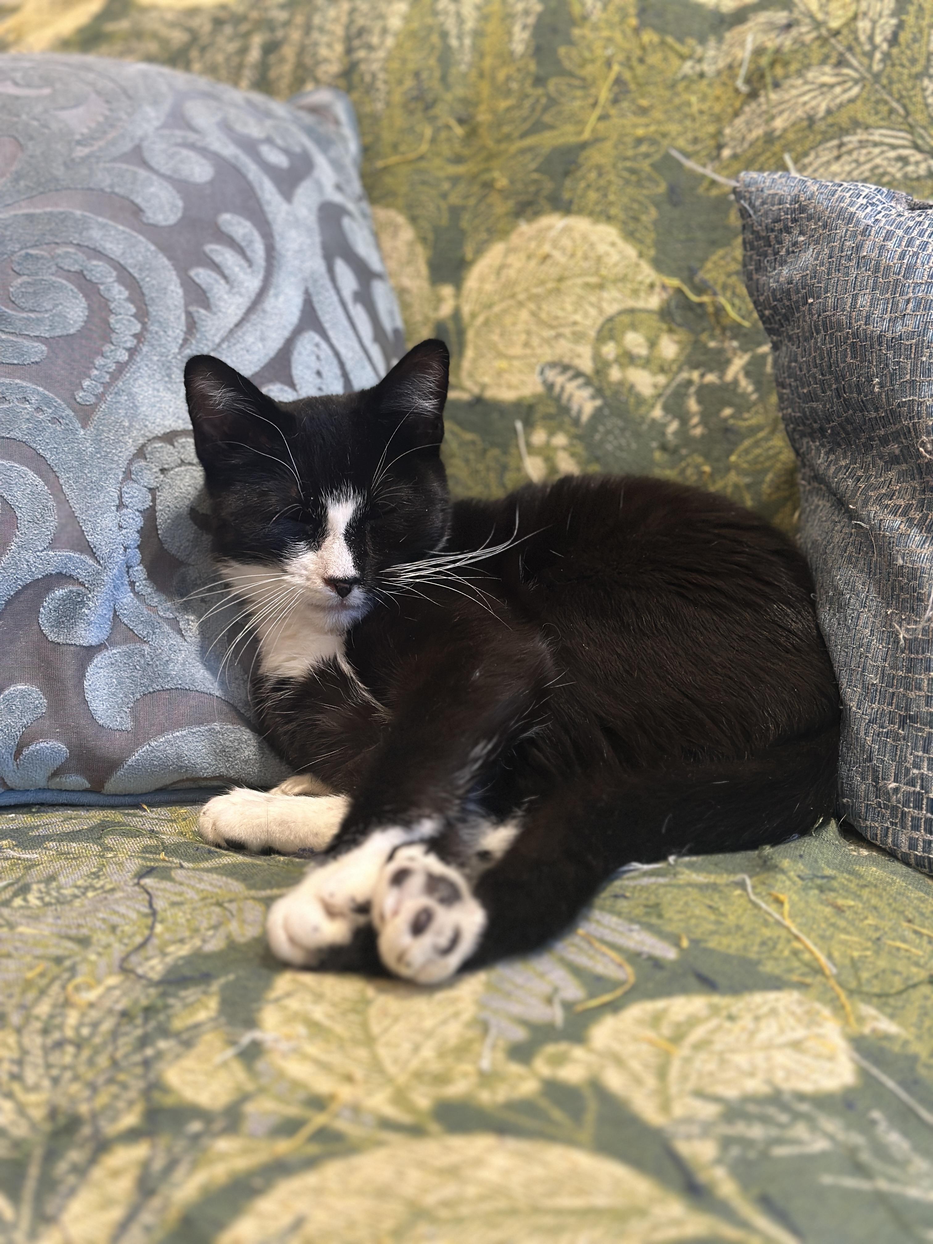 Popcorn: Sweet Tuxedo Cutie