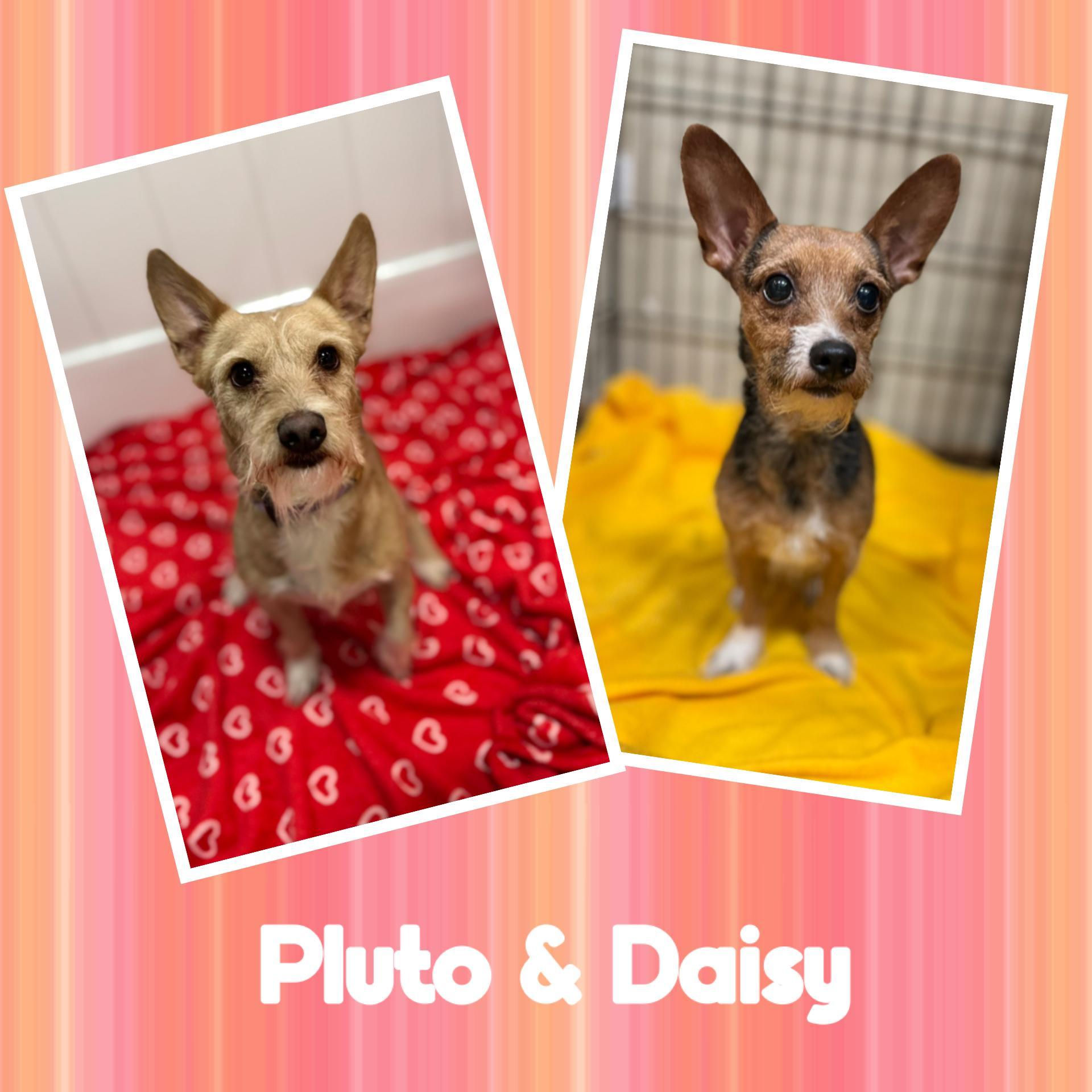 Pluto & Daisy
