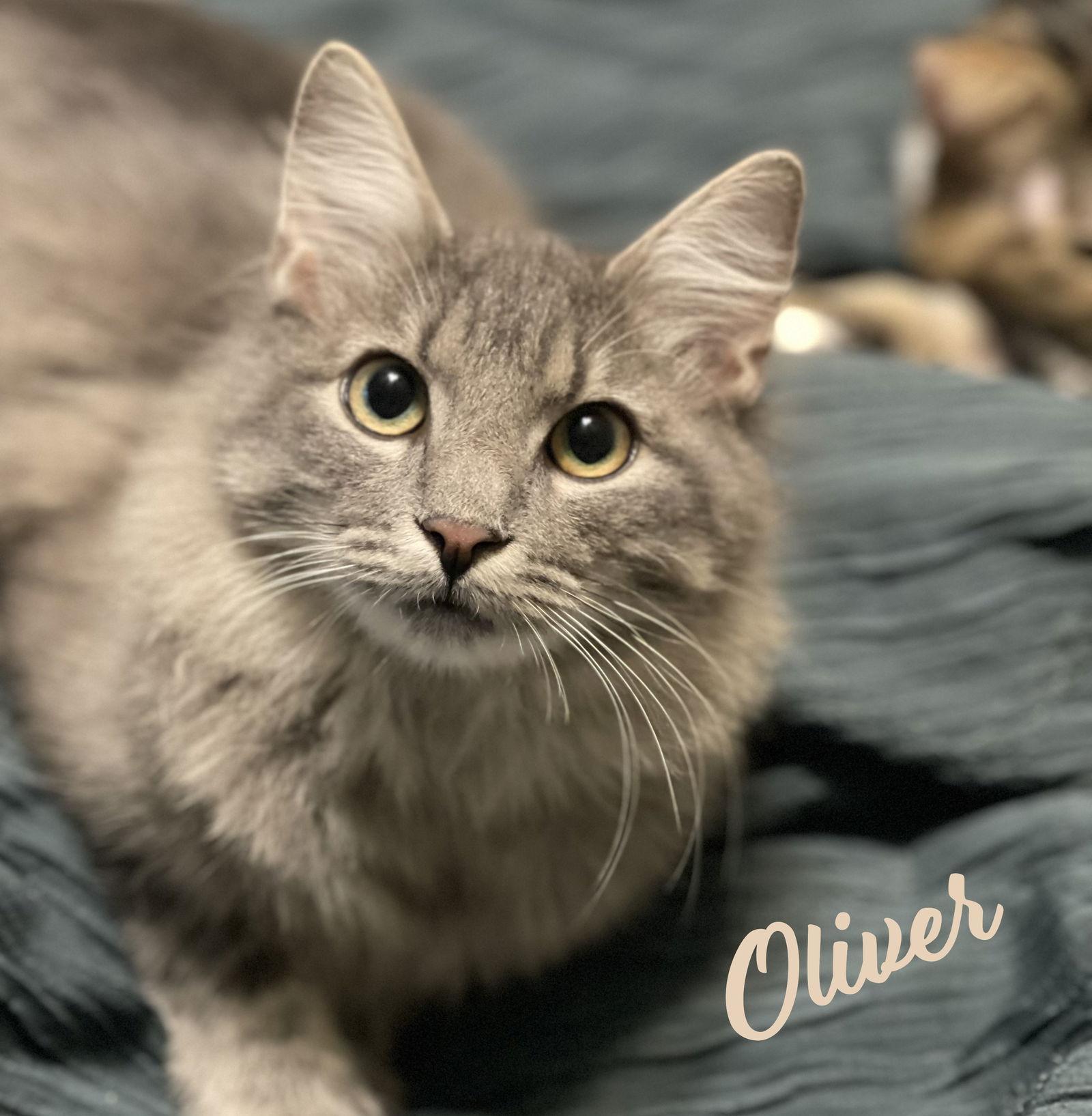 Oliver Mrfluffytail