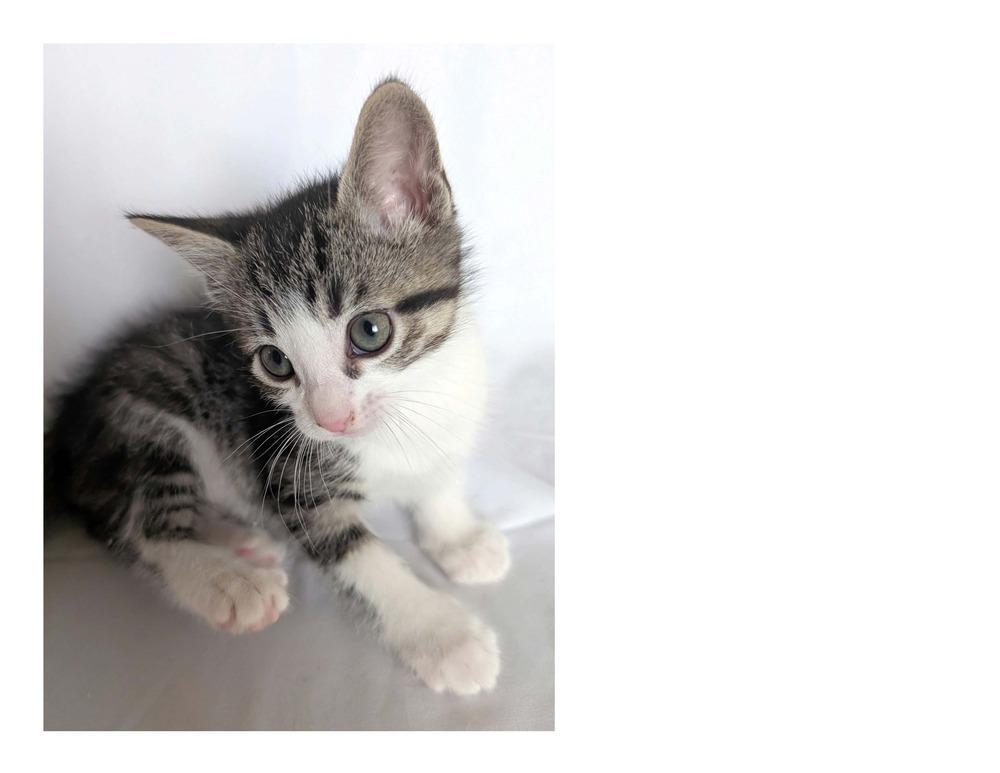 A baby small-sized male Tabby cat named Pumpkin for adoption in Aurora, CO