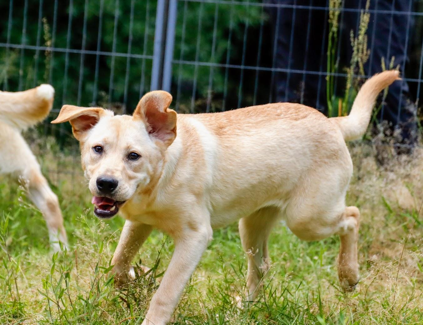 A young large-sized female Labrador Retriever dog named Daisy Aka Crumpet Anne for adoption in Fosters, AL