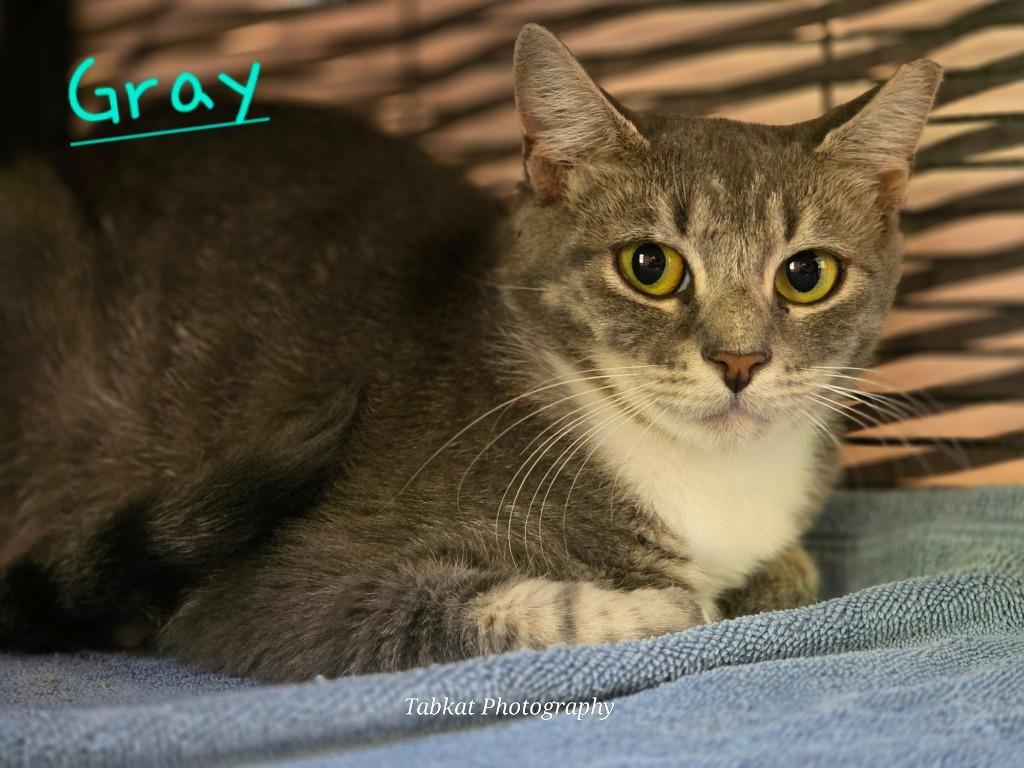 Gray