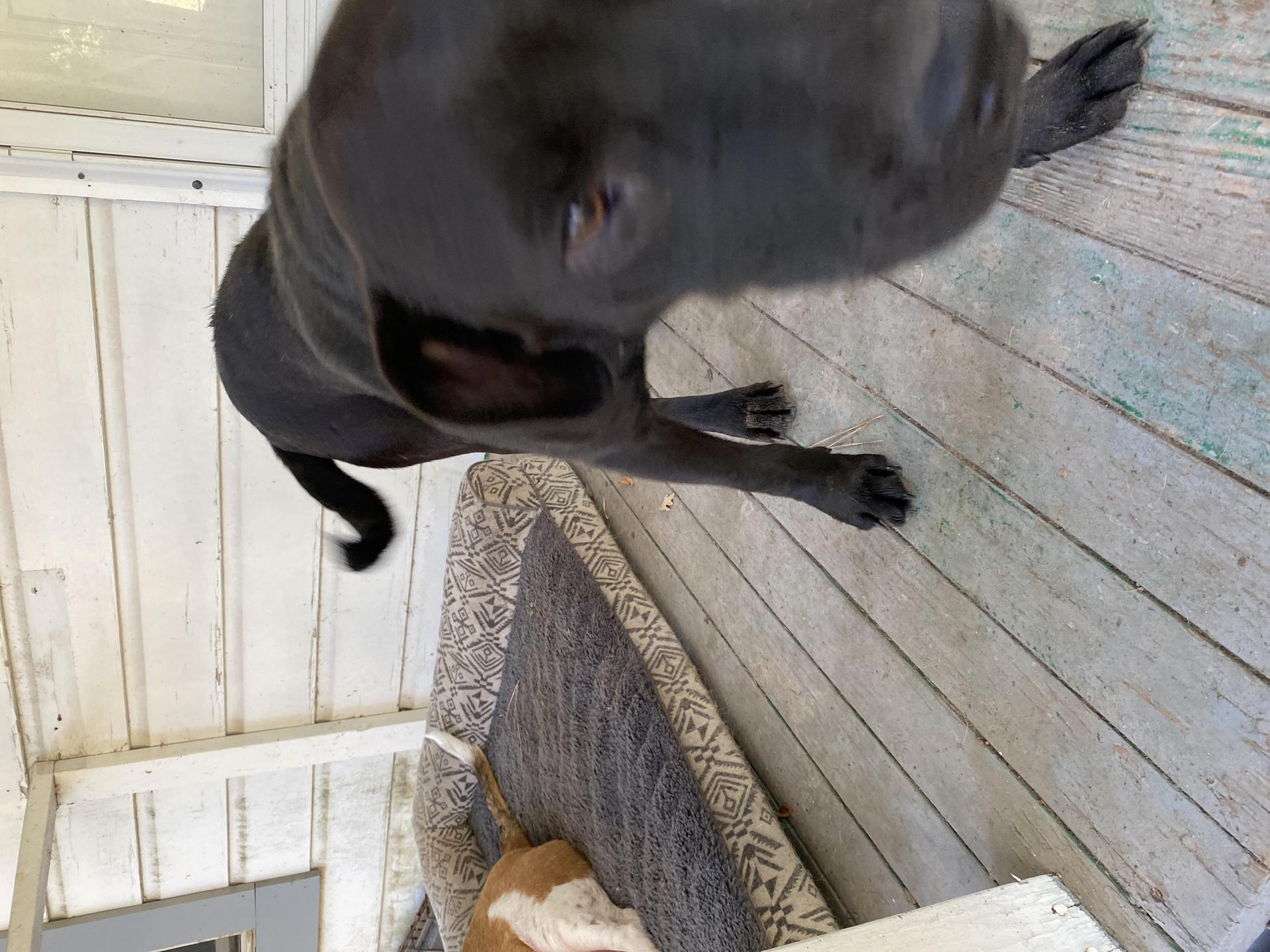 Onyx