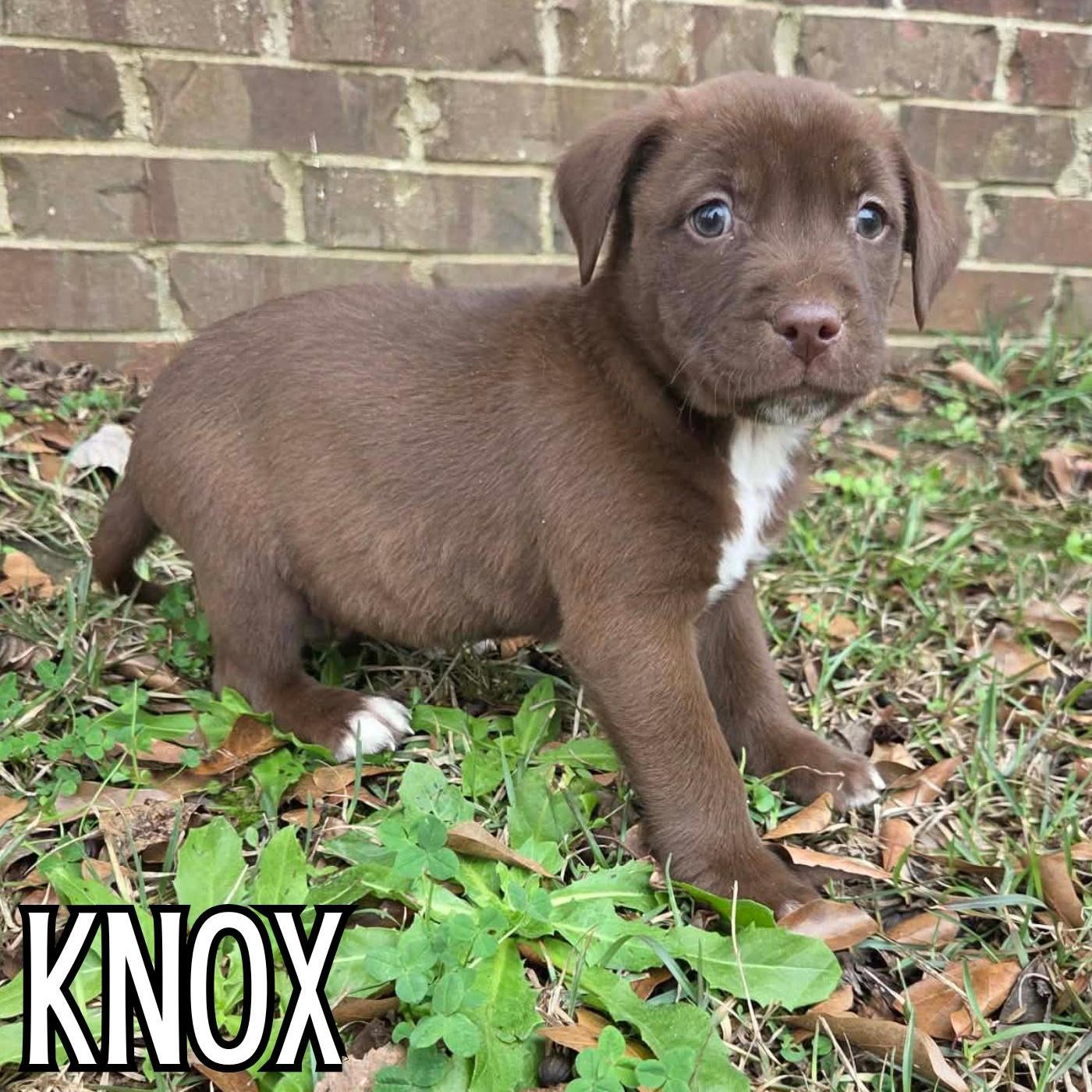 Knox