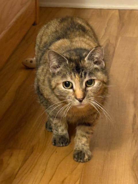 Little Girl Charming