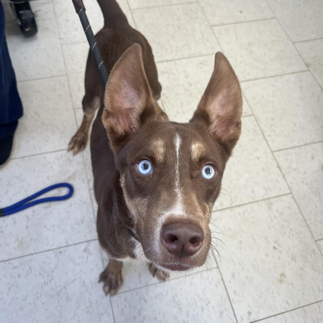 A young medium-sized male Brown / Chocolate Mixed Breed dog named Bucky for adoption in Columbiana, AL