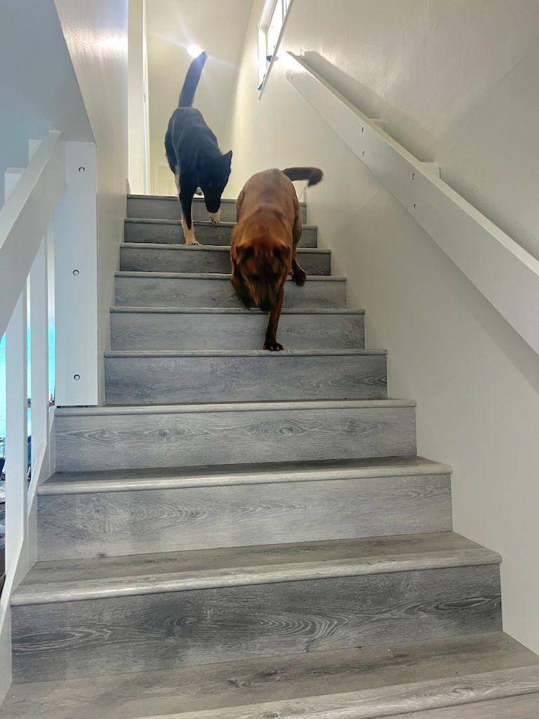 Lady German Shepherd Hanging