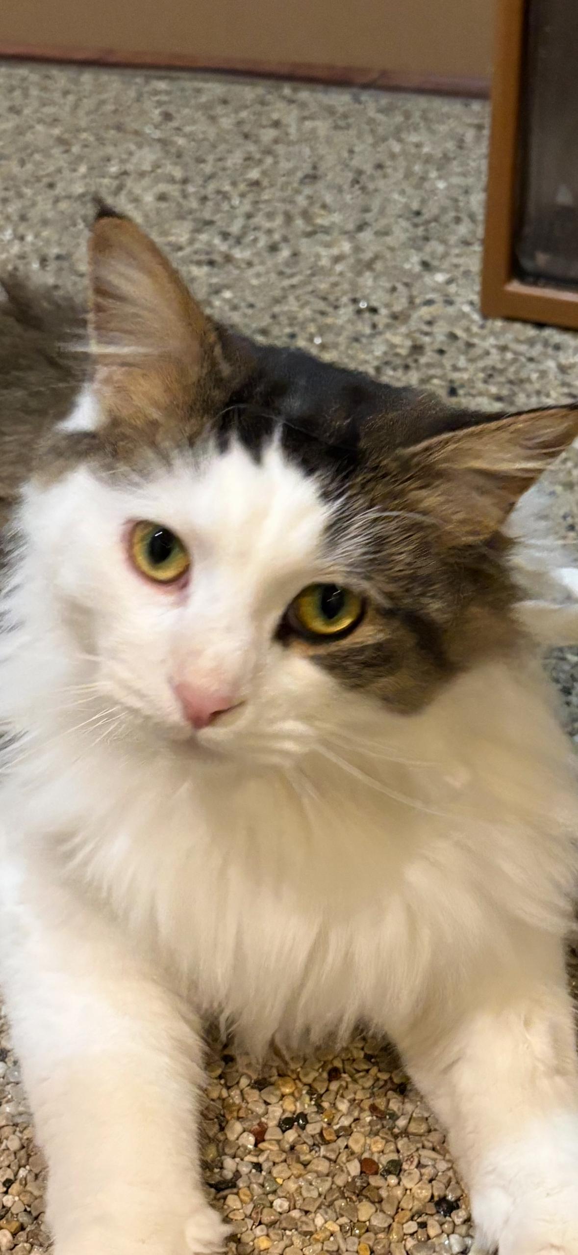 Baxter & Biscuit photo 1