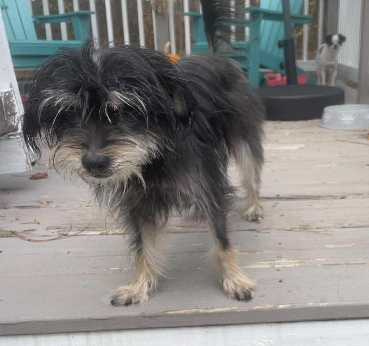 An adult small-sized female Black Yorkshire Terrier dog named Tina for adoption in Sanford, NC