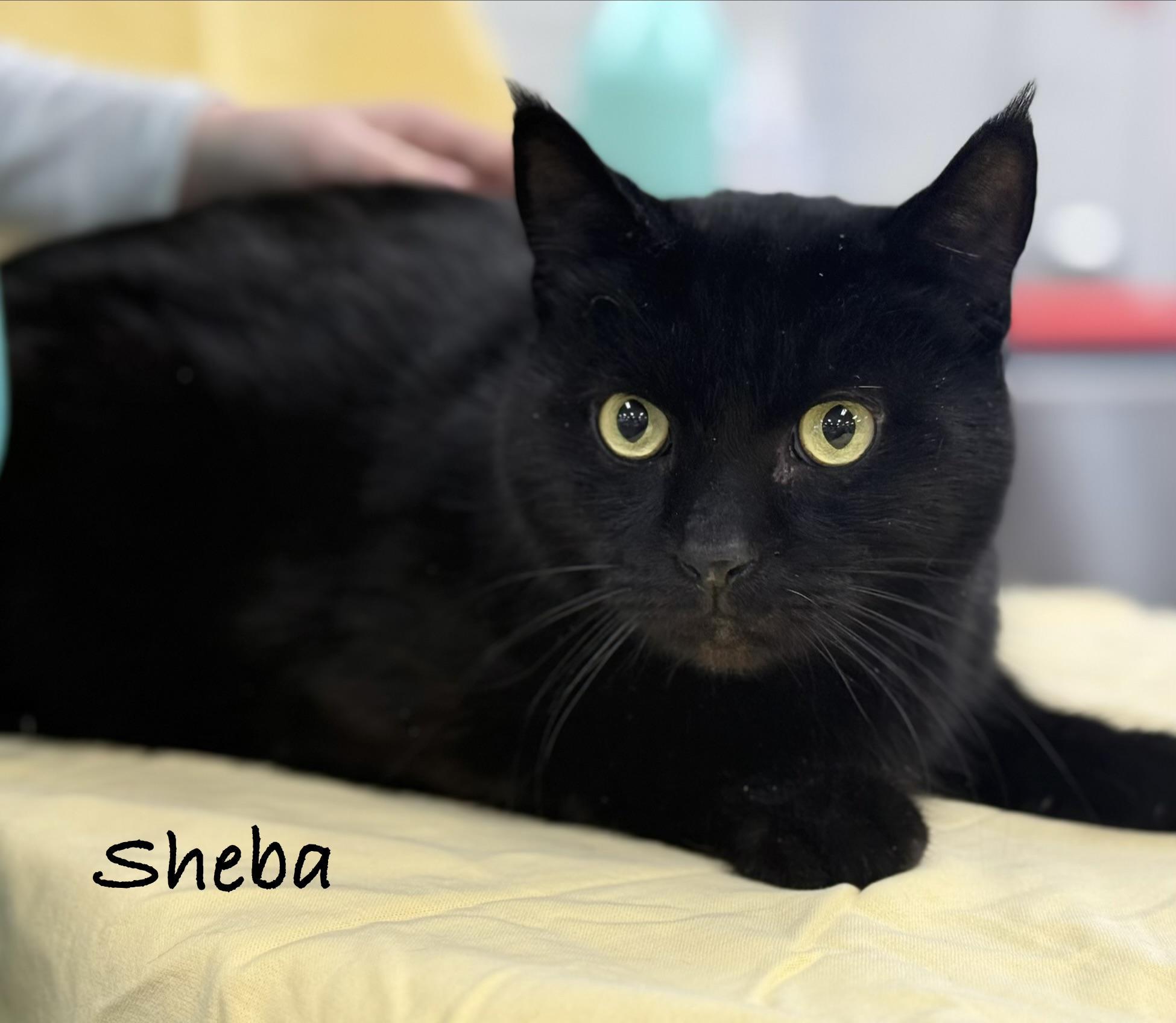 Sheba