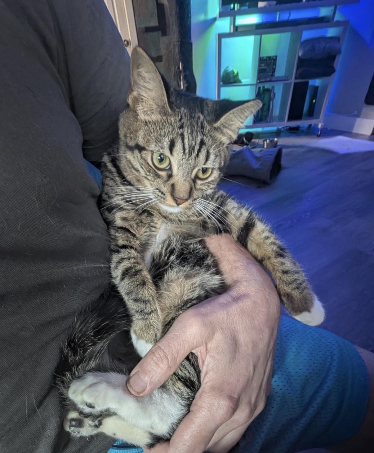 A baby small-sized female Tabby (Brown / Chocolate) Domestic Short Hair cat named Janne for adoption in Boca Raton, FL