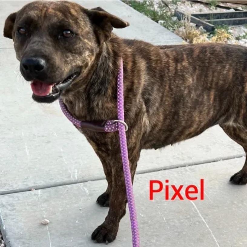 An adult medium-sized female Brindle Mixed Breed dog named Pixel for adoption in Canyon, TX