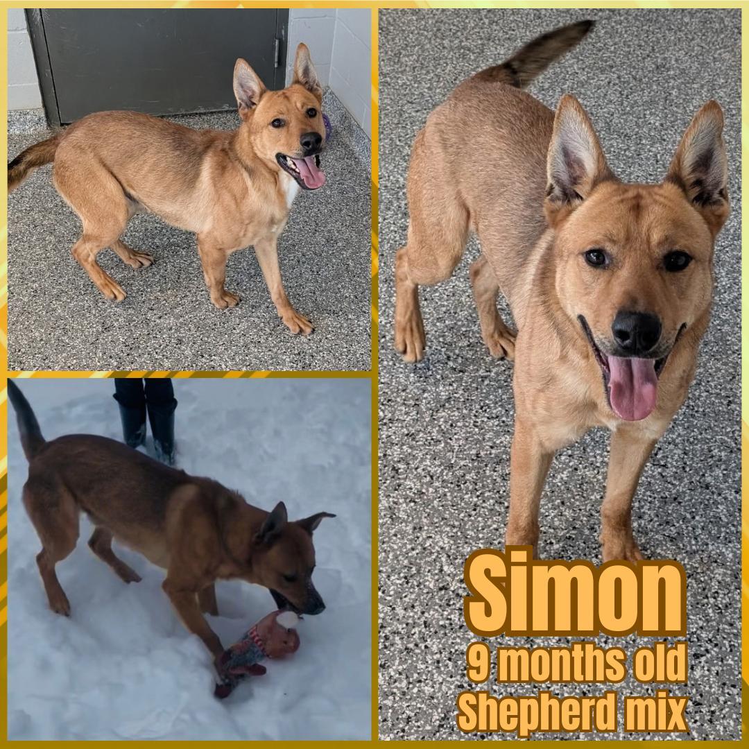 Simon