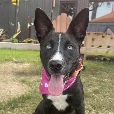 Roxy