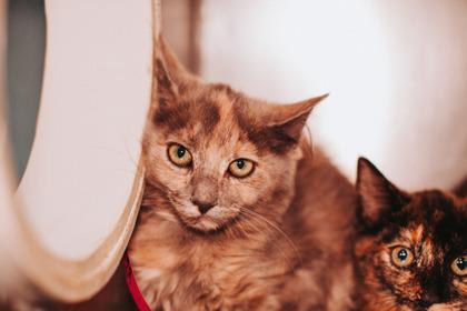 A Meilei Petsmart Mt