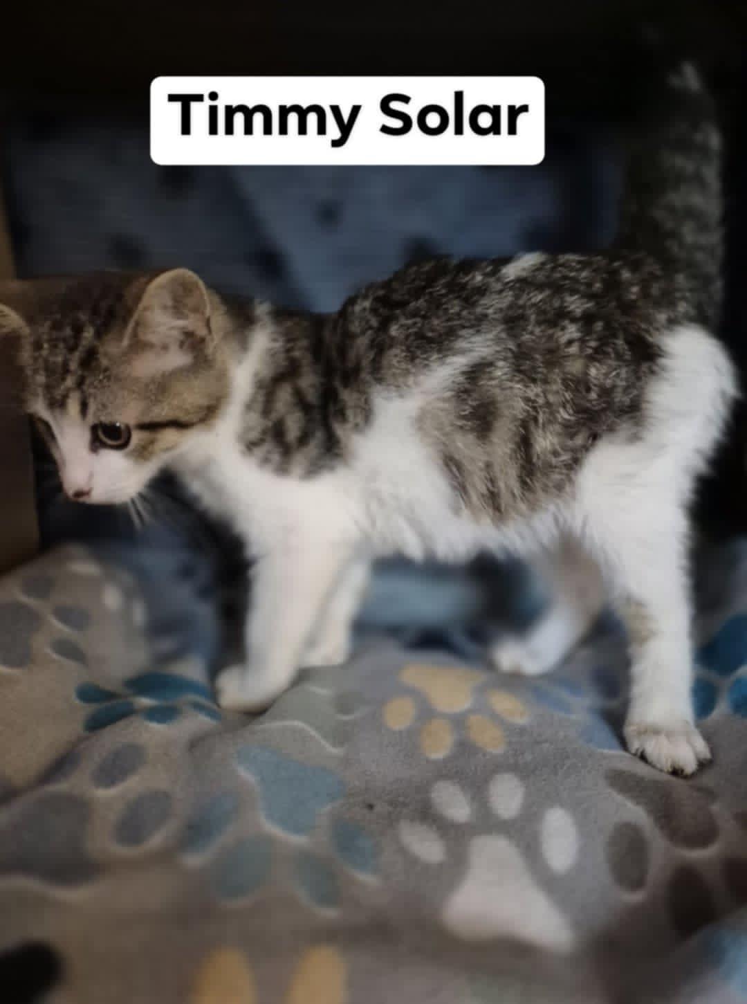 Timmy Solar