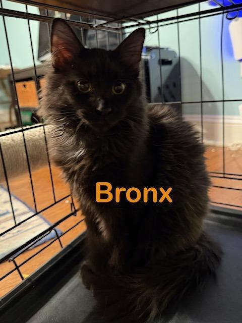 Bronx
