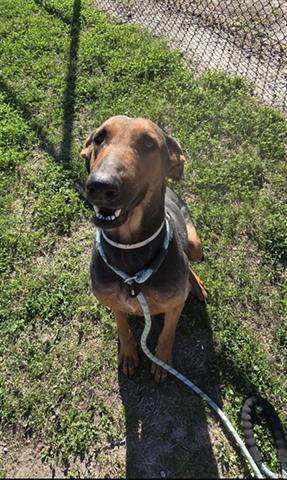 A young large-sized female German Shepherd Dog dog named Star for adoption in Houston, TX