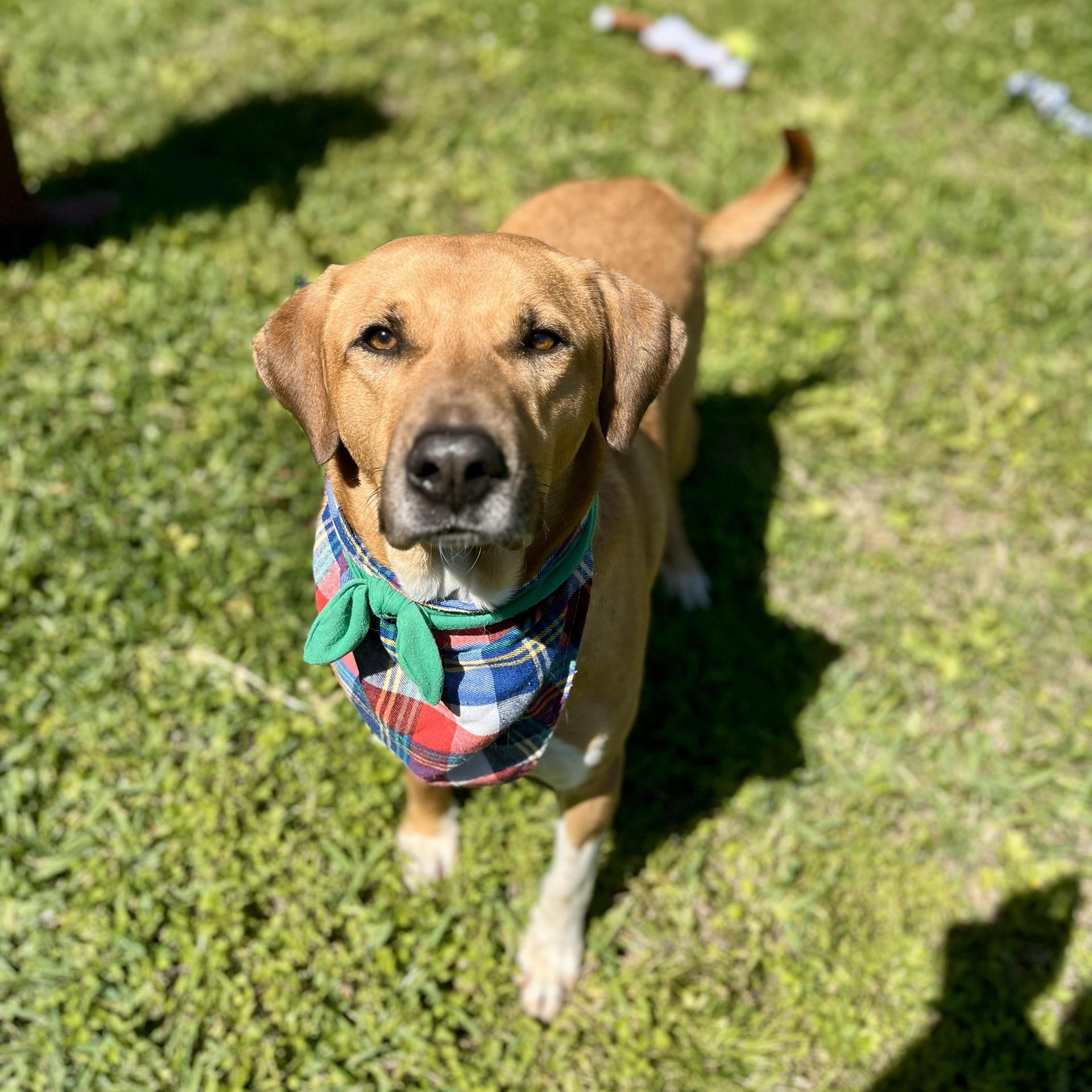 An adult large-sized male Labrador Retriever dog named Buddy Holly for adoption in angleton, TX