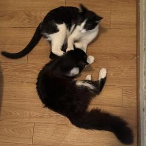 A young small-sized female Black & White / Tuxedo Domestic Medium Hair cat named Scarlet & Charlotte for adoption in Liverpool, TX